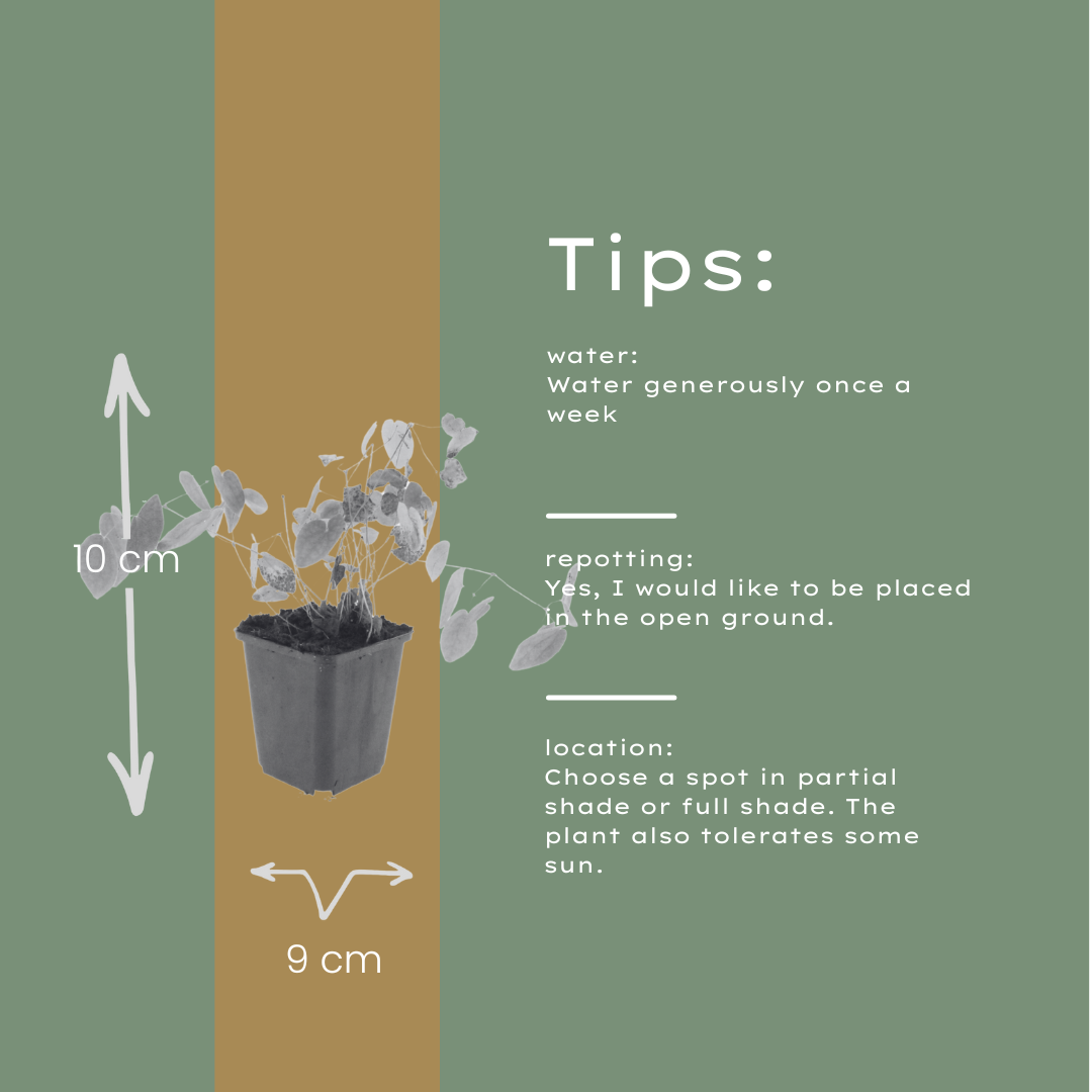 60x Epimedium y. 'Niveum' - ↕10-25cm - Ø9cm