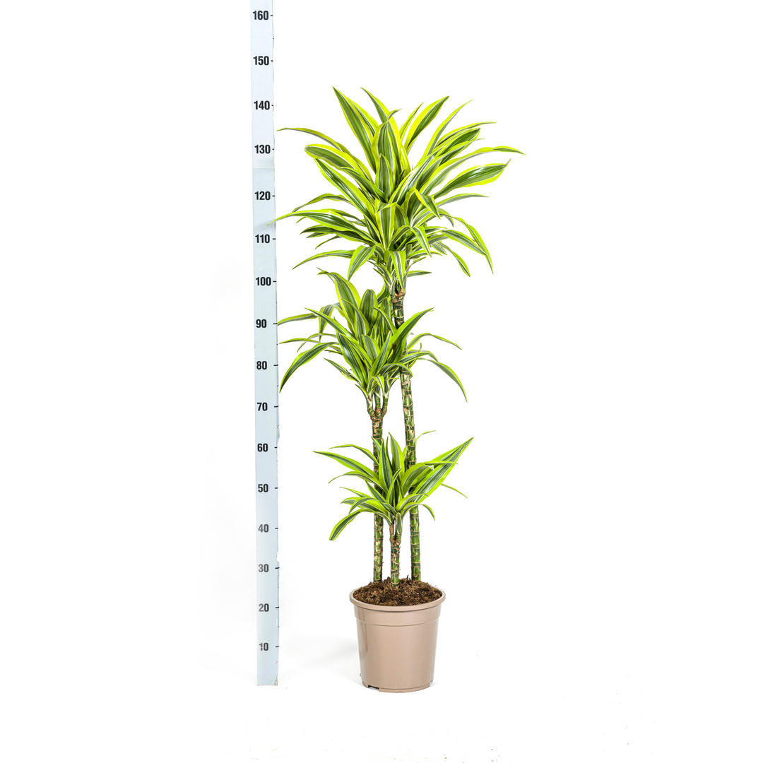 Dracaena Lemon Lime 130-150cm - Striped Foliage with Basket Ø24cm