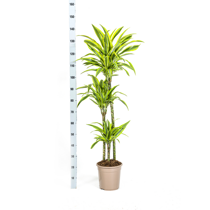 Dracaena Lemon Lime 130-150cm - Striped Foliage with Basket Ø24cm