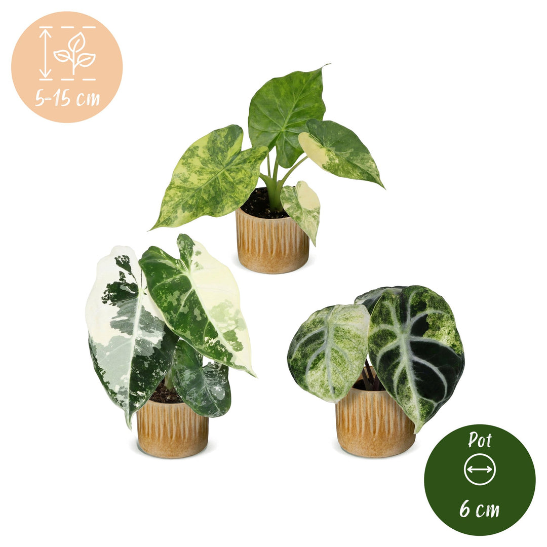 Baby Alocasia Tricolour Variegata trio, pack of 3 plants, image 5