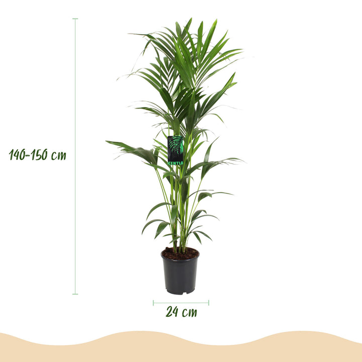Kentia Palm (Howea forsteriana) - view 3