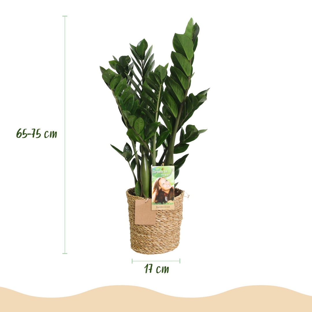 ZZ Plant (Zamioculcas zamiifolia), detail view 2
