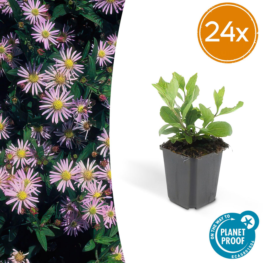 Pack of 24 Aster ageratoides 'Asran', 10-25cm, 9cm pot