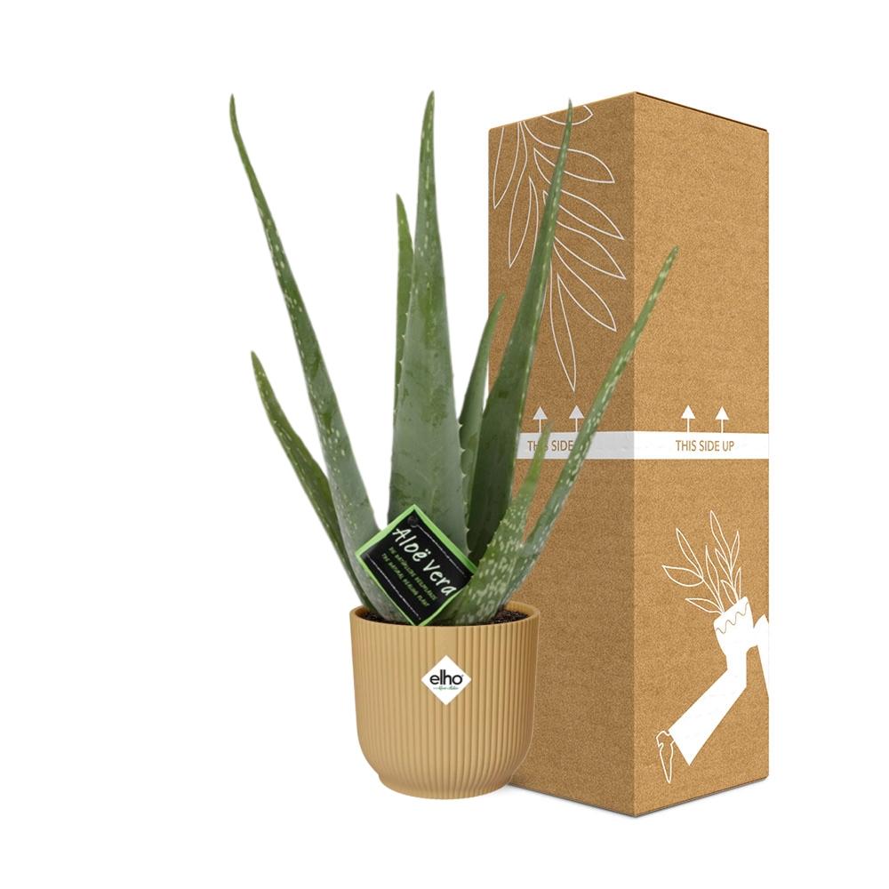 Aloe Vera Plant 12cm - Indoor Succulent with Healing Gel & Air Purifying