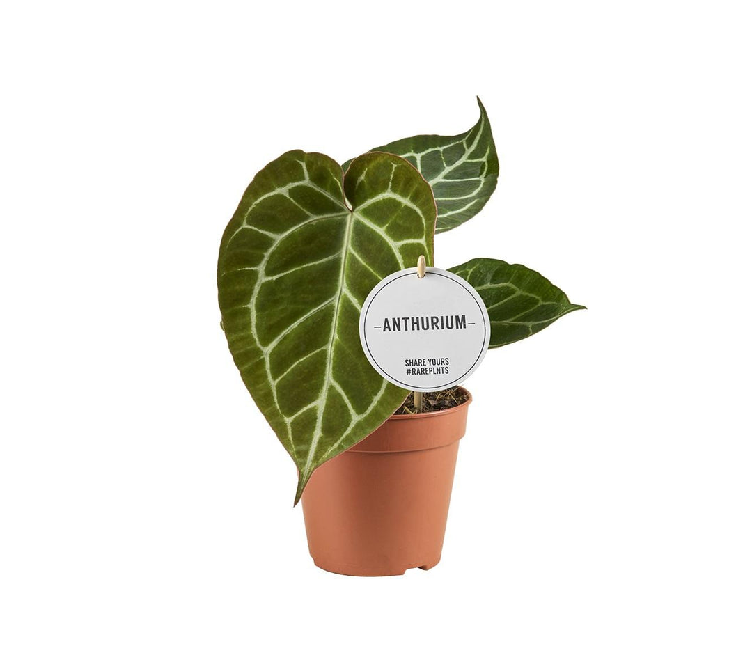 Anthurium Crystallinum plant with velvety heart-shaped leaves and striking silver veins by Everspring