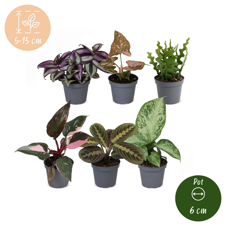 Baby Plants Surprise Box, pack of 6 mixed tropical plants, image 5