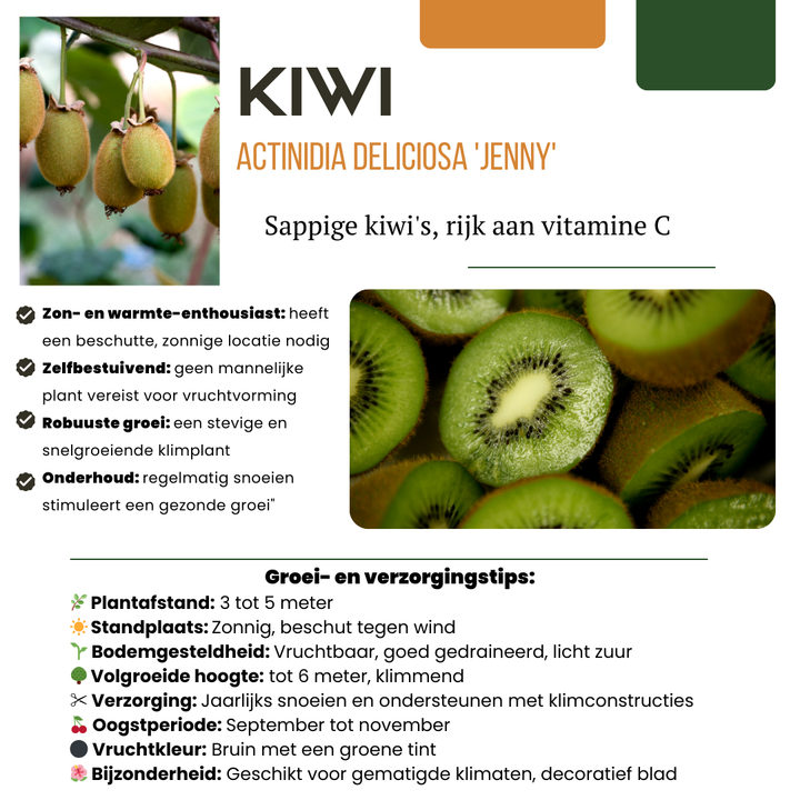 3 organic kiwi plants in 13 cm pots, 20 cm tall, by Everspring, featuring green fruit and lush foliage.
