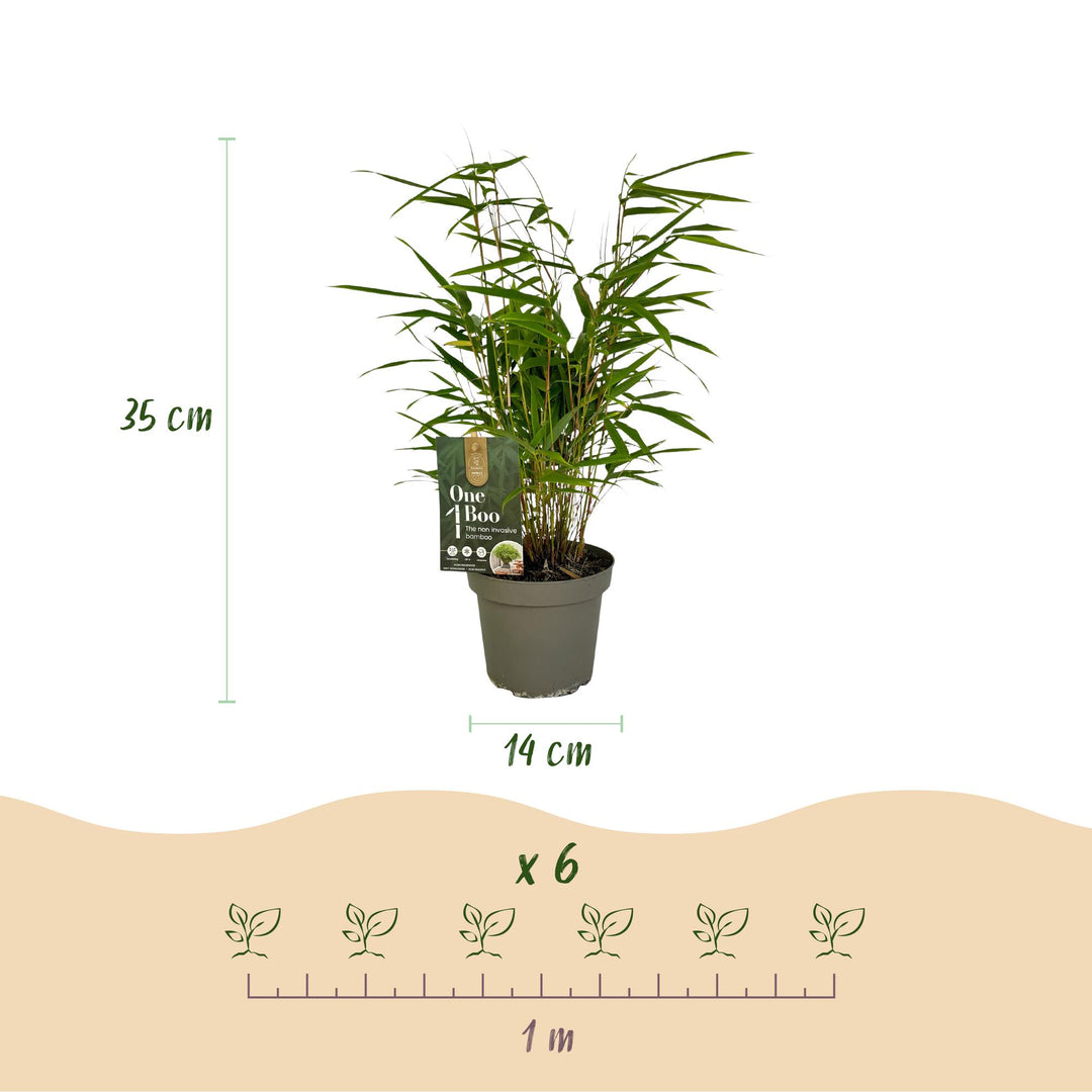 12 Fargesia rufa clumping bamboo plants in 14cm pots - view 3