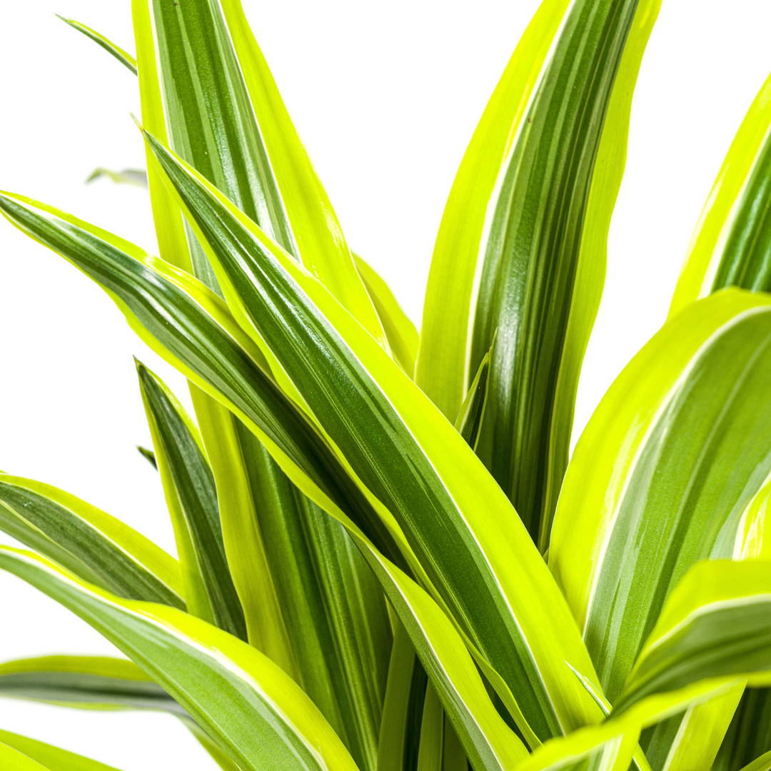 Dracaena Deremensis Lemon Lime 90-110cm — Dragon Tree in 21cm pot