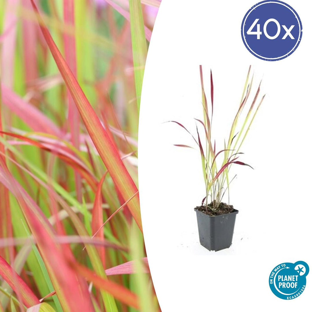 40 Japanese Blood Grass Red Baron plants in 9cm pots featuring vibrant red and green foliage by Everspring.