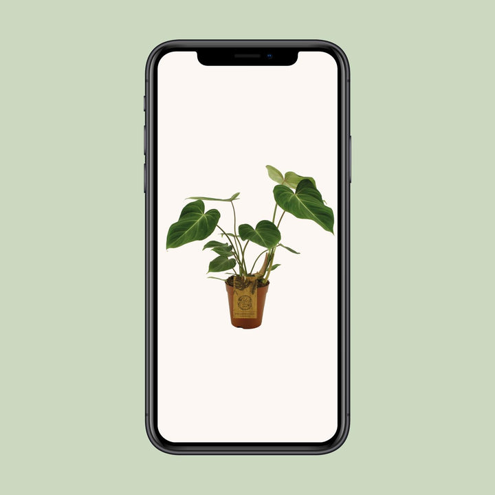 Philodendron Gloriosum - Velvet Heart-Shaped Leaves Indoor Plant