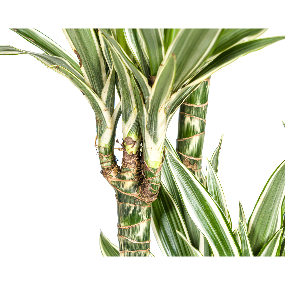 Dracaena White Stripe Indoor Plant 170-190cm Ø27cm Pot