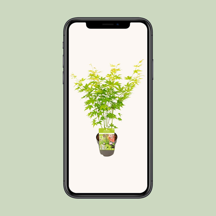 Acer palmatum Going Green - Ø15cm - ↕30cm