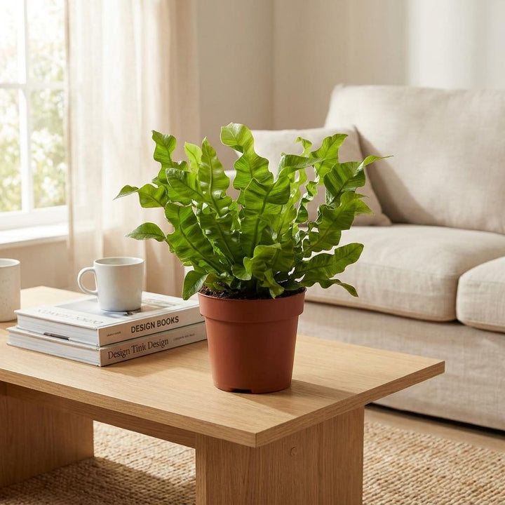 Asplenium Crispy Wave - Crispy Wave Fern - 4 Plants - Pot 12cm - Hoogte - 30cm