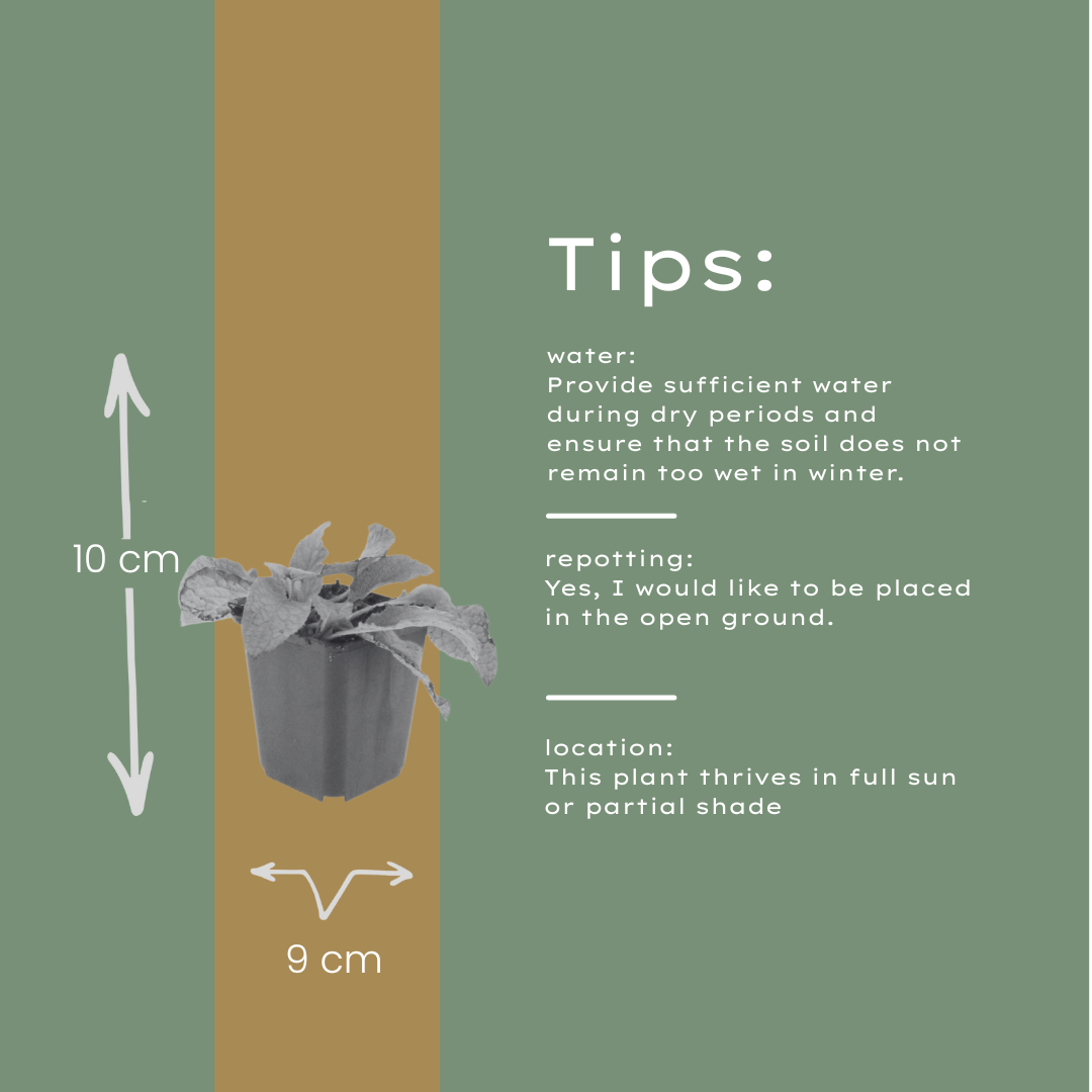 6x Symphytum grand. 'Wisley Blue' - ↕10-25cm - Ø9cm