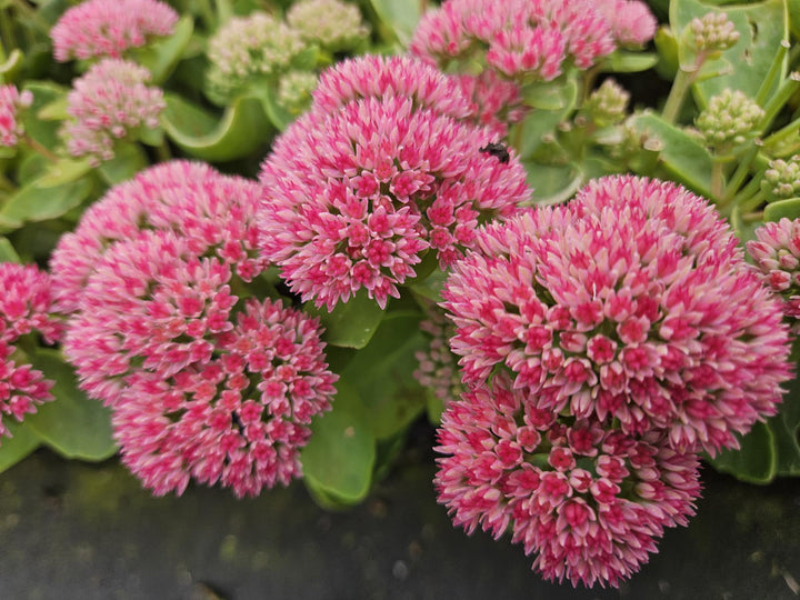 6x Sedum 'Herbstfreude' - ↕10-25cm - Ø9cm