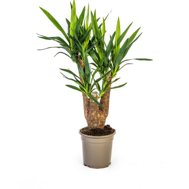 Yucca Elephantipes Branched 60-70cm — Spineless Yucca in 21cm pot