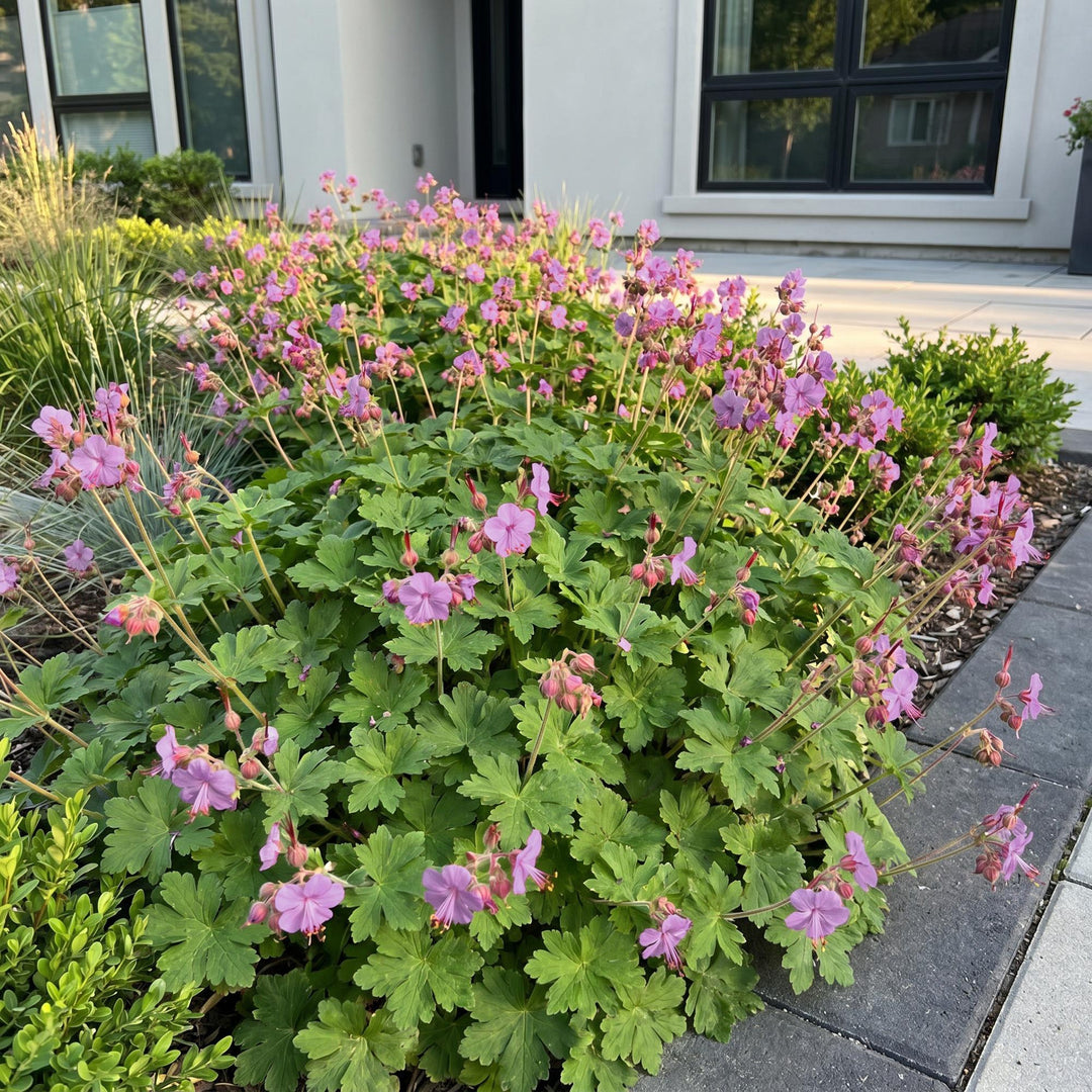 24x Geranium macrorrhizum Czakor bigroot cranesbill in 11cm pots - view 6