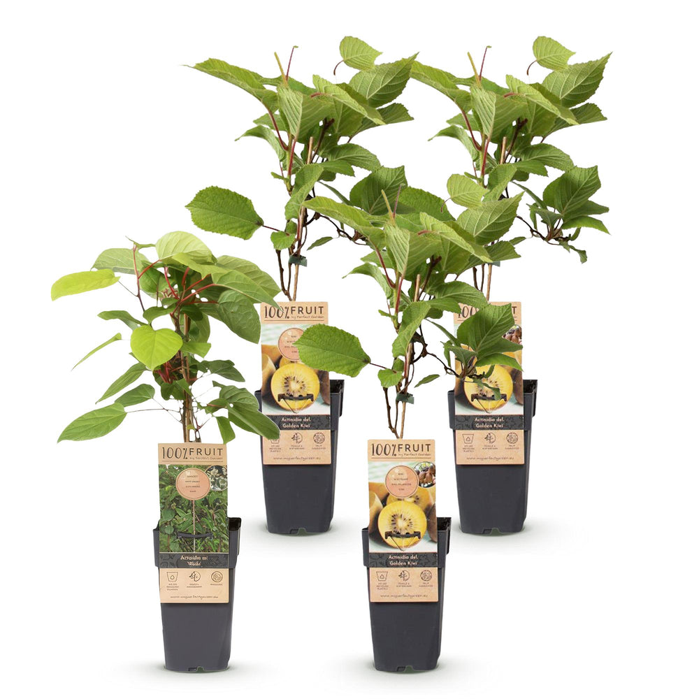 Hardy kiwi plants (Actinidia), view 2
