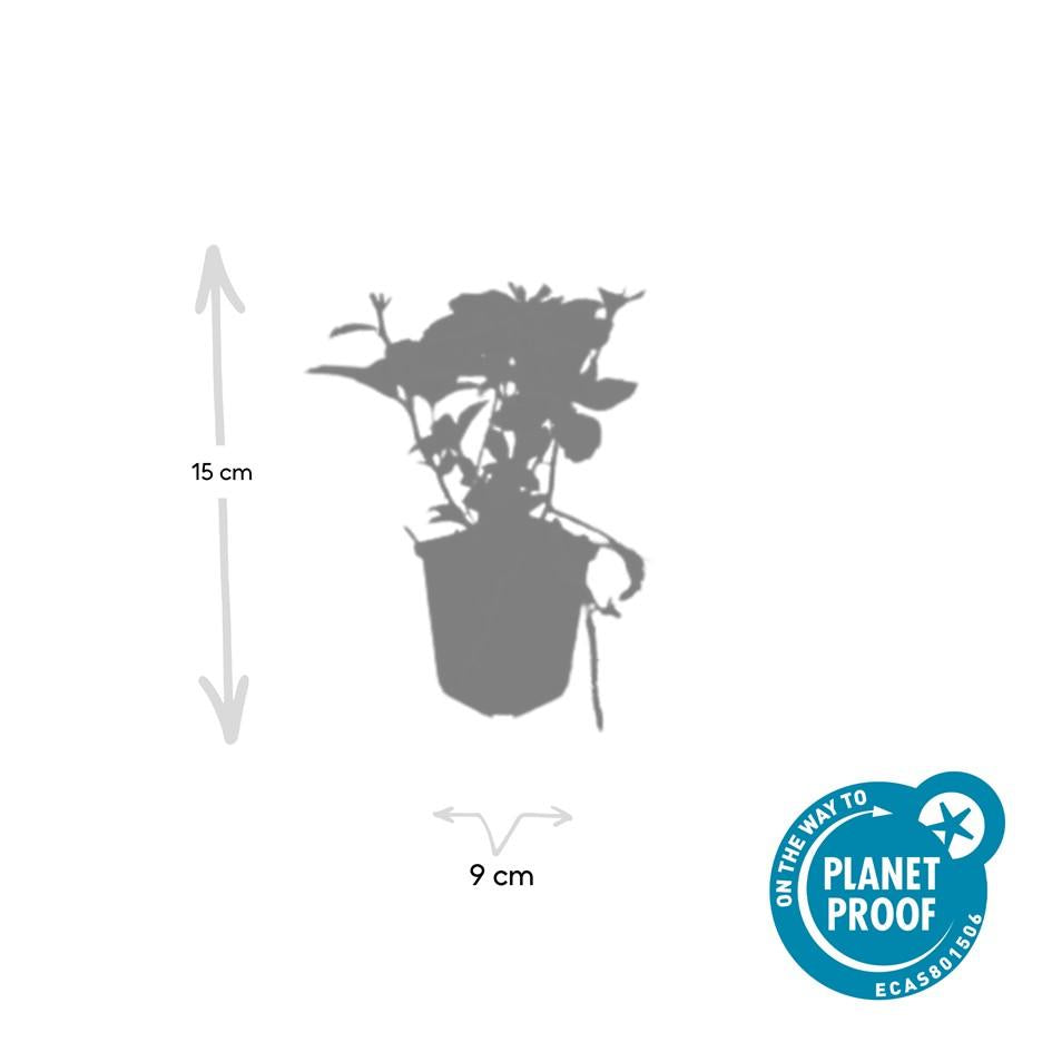 60x Pachysandra Terminalis - Evergreen Ground Cover - 10-25cm - Ø9cm