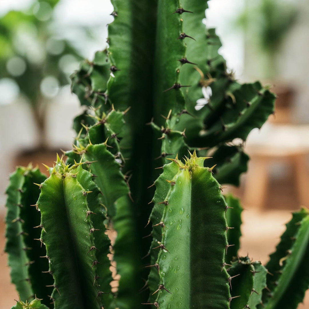 African Milk Bush (Euphorbia eritrea), detail view 4