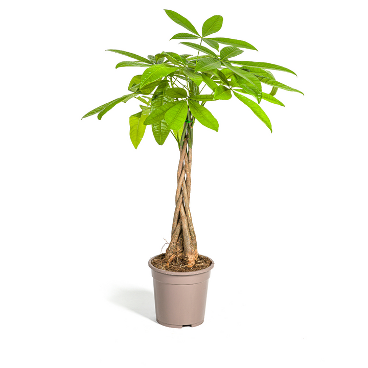Pachira Aquatica 70-90cm — Geldbaum im 19cm Topf