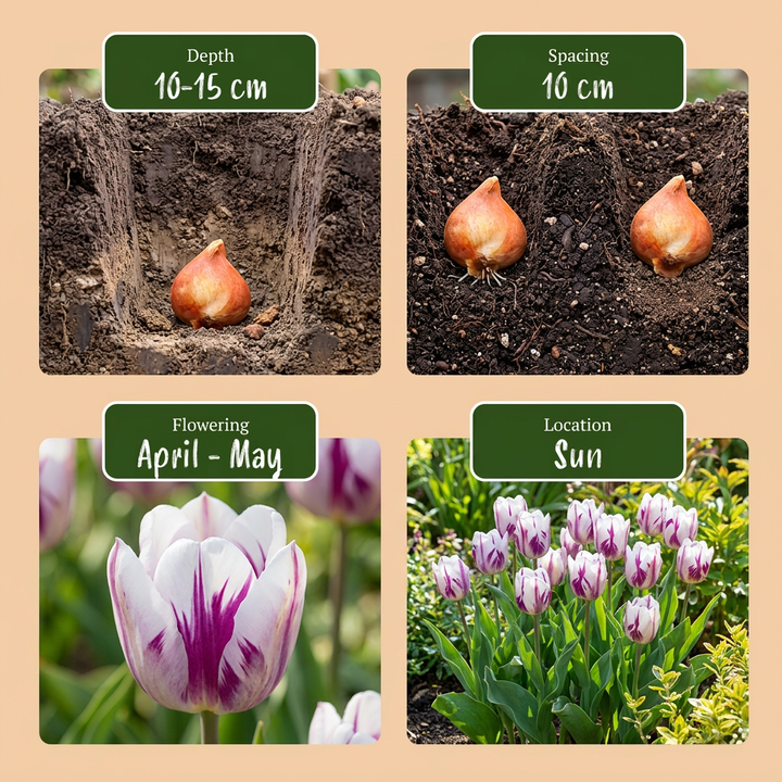 120x Tulipa Flaming Flag - Tulipe Flaming Flag - Blanc et Violet - Floraison printanière - Calibre 11/12