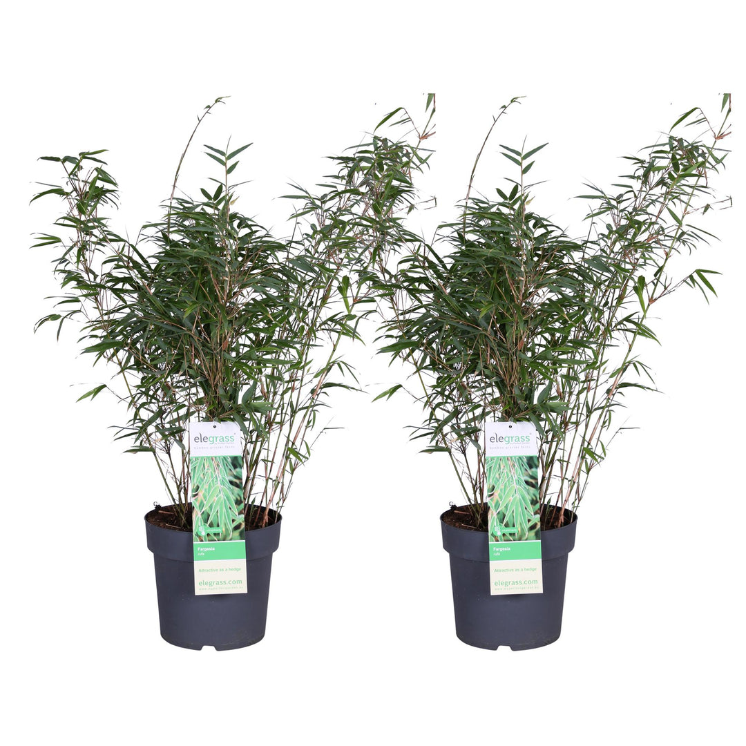 Fargesia Rufa Clumping Bamboo Plants - 80cm Height, 23cm Pot (2 Pack)