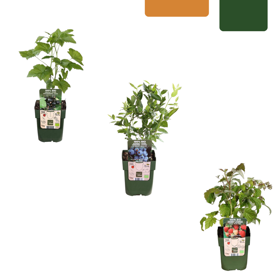 BIO fruit plants mix set with three varieties: blueberry, strawberry, and grape in green pots by Everspring.