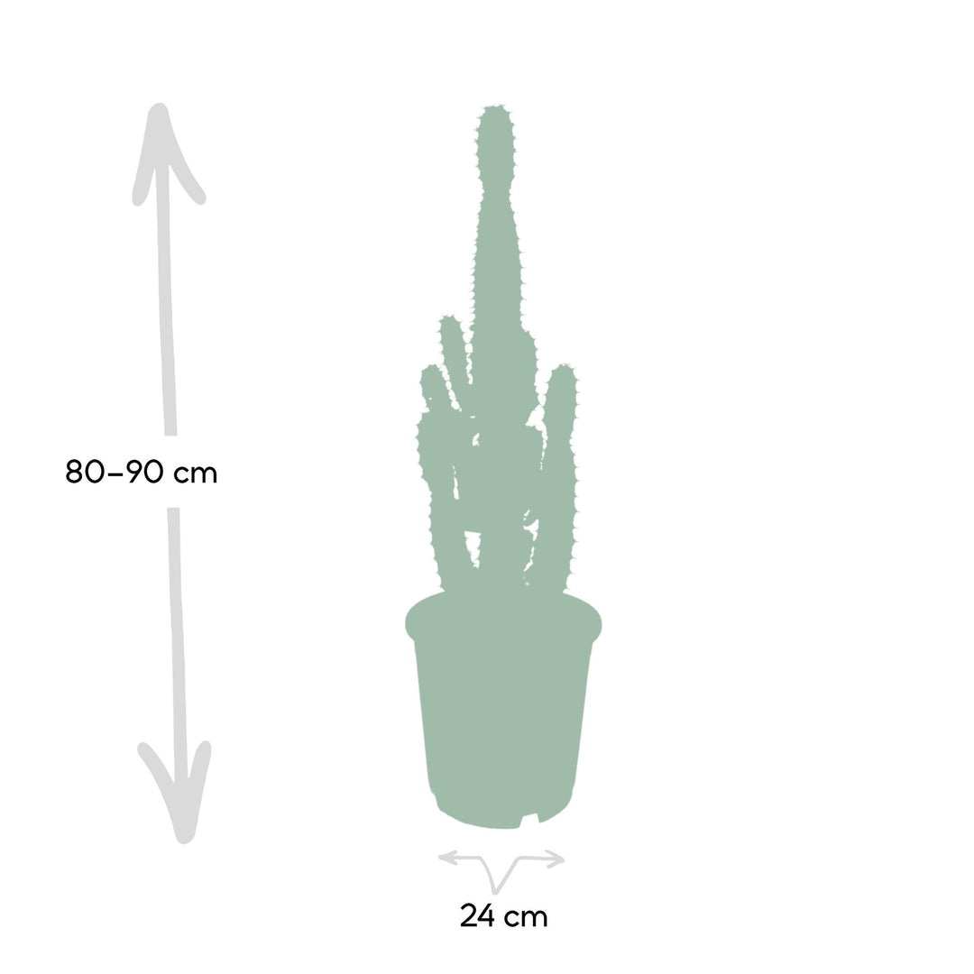 Euphorbia Acrurensis Cactus Plant - 24cm Pot - 60cm Height