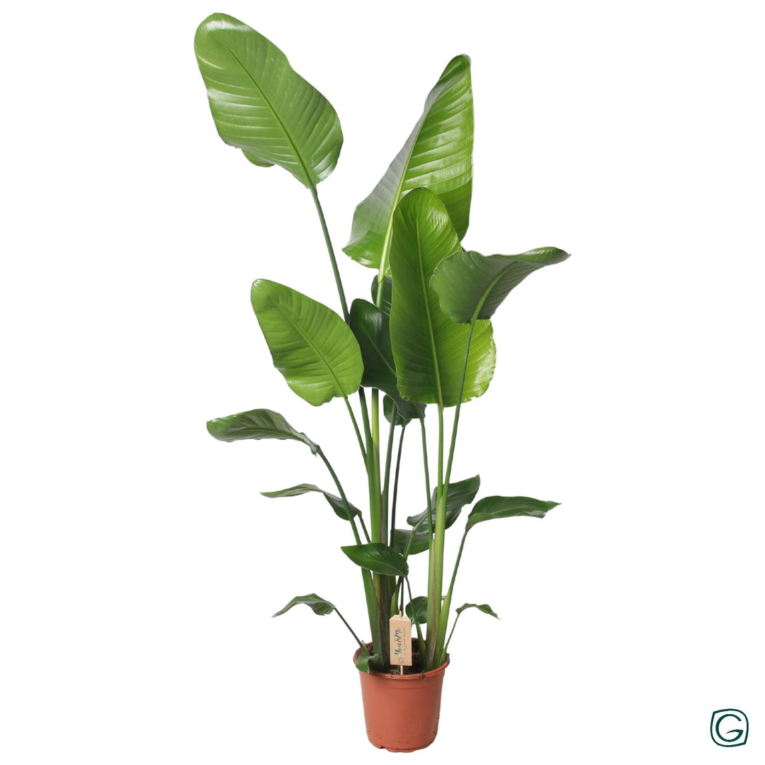 Strelitzia Nicolai: Majestic White Bird of Paradise