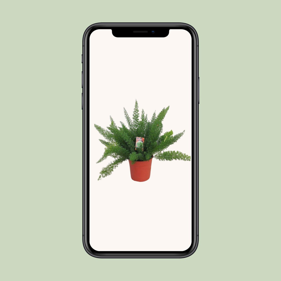 Asparagus Fern Plant 27cm Pot - Air Purifying Indoor Plant 60cm