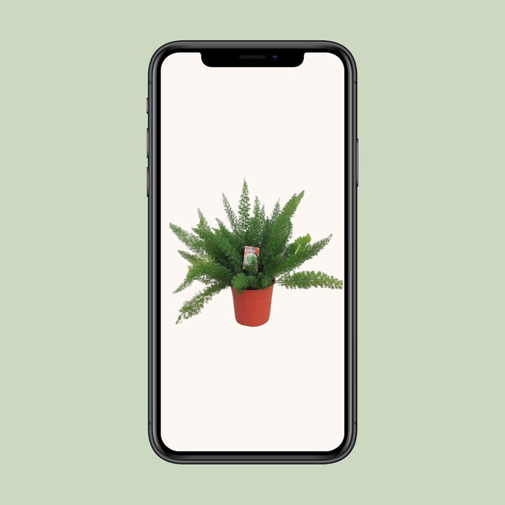 Asparagus Fern Plant 27cm Pot - Air Purifying Indoor Plant 60cm