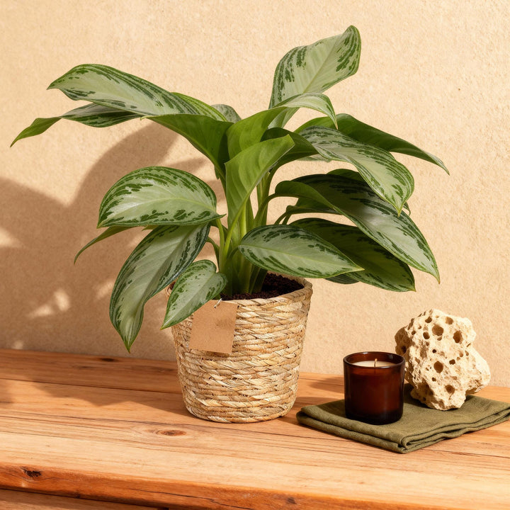 Aglaonema 'Silver Bay' (Aglaonema 'Silver Bay'), detail view 3
