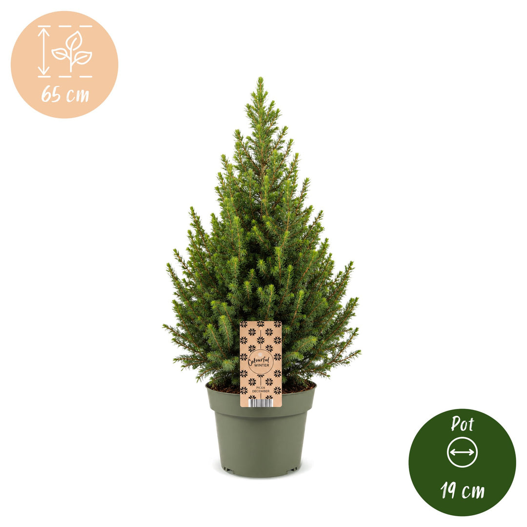 Pack of 2 potted dwarf spruce Christmas trees, 65cm in 19cm pots - view 5