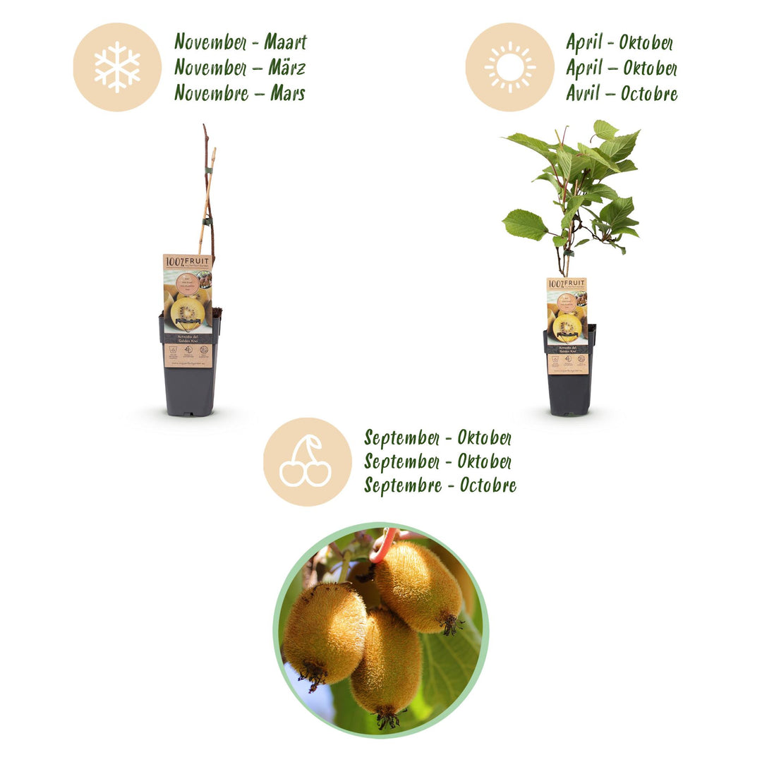 Hardy kiwi plants (Actinidia), view 4