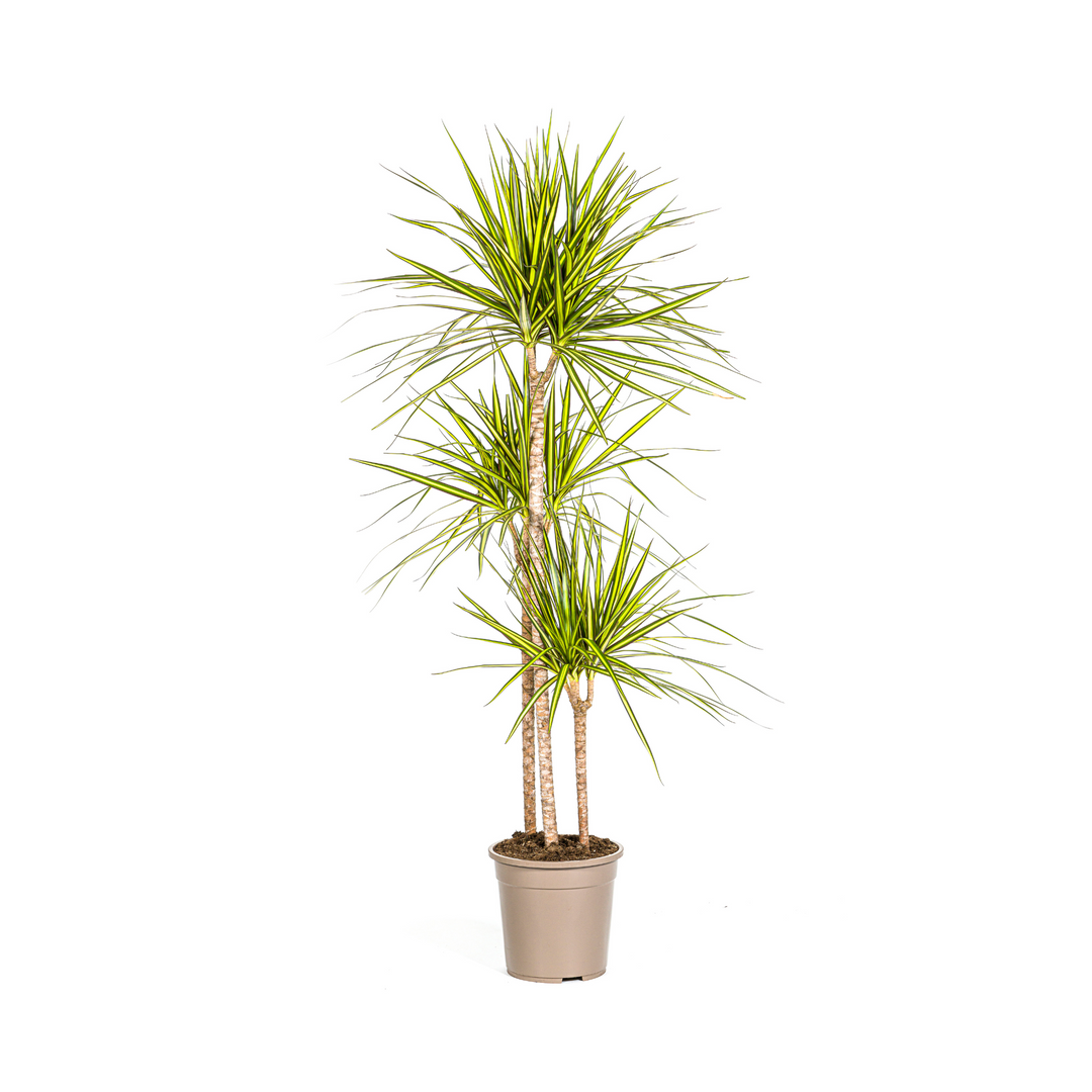 Dracaena Marginata Sunray 130-150cm — Madagascar Dragon Tree in 24cm pot