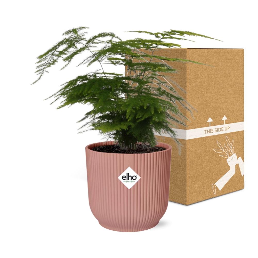 Asparagus Fern (Asparagus setaceus 'Plumosus') in a pink ELHO Vibes pot, view 5