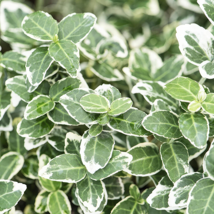 60x Euonymus Emerald Gaiety - Variegated Evergreen Hedge - 10-25cm full-plant overview, glossy evergreen hedge foliage