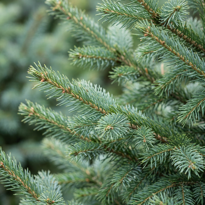Pack of 2 potted serbian spruce Christmas trees, 70cm in 23cm pots - view 4