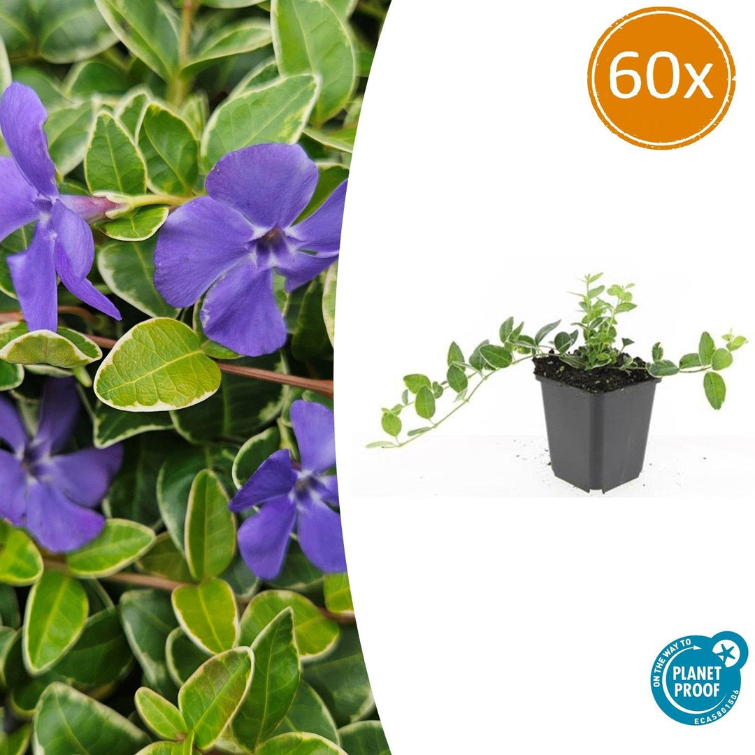 60x Variegated Vinca minor 'Argenteovariegata' - Evergreen Ground Cover