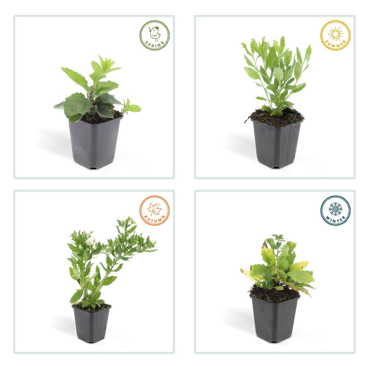 24x Aster ageratoides 'Ashvi' - ↕10-25cm - Ø9cm