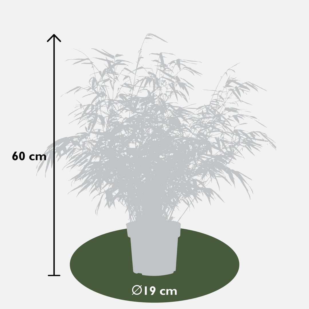 Fargesia rufa 80cm — Clumping Bamboo in 29cm pot