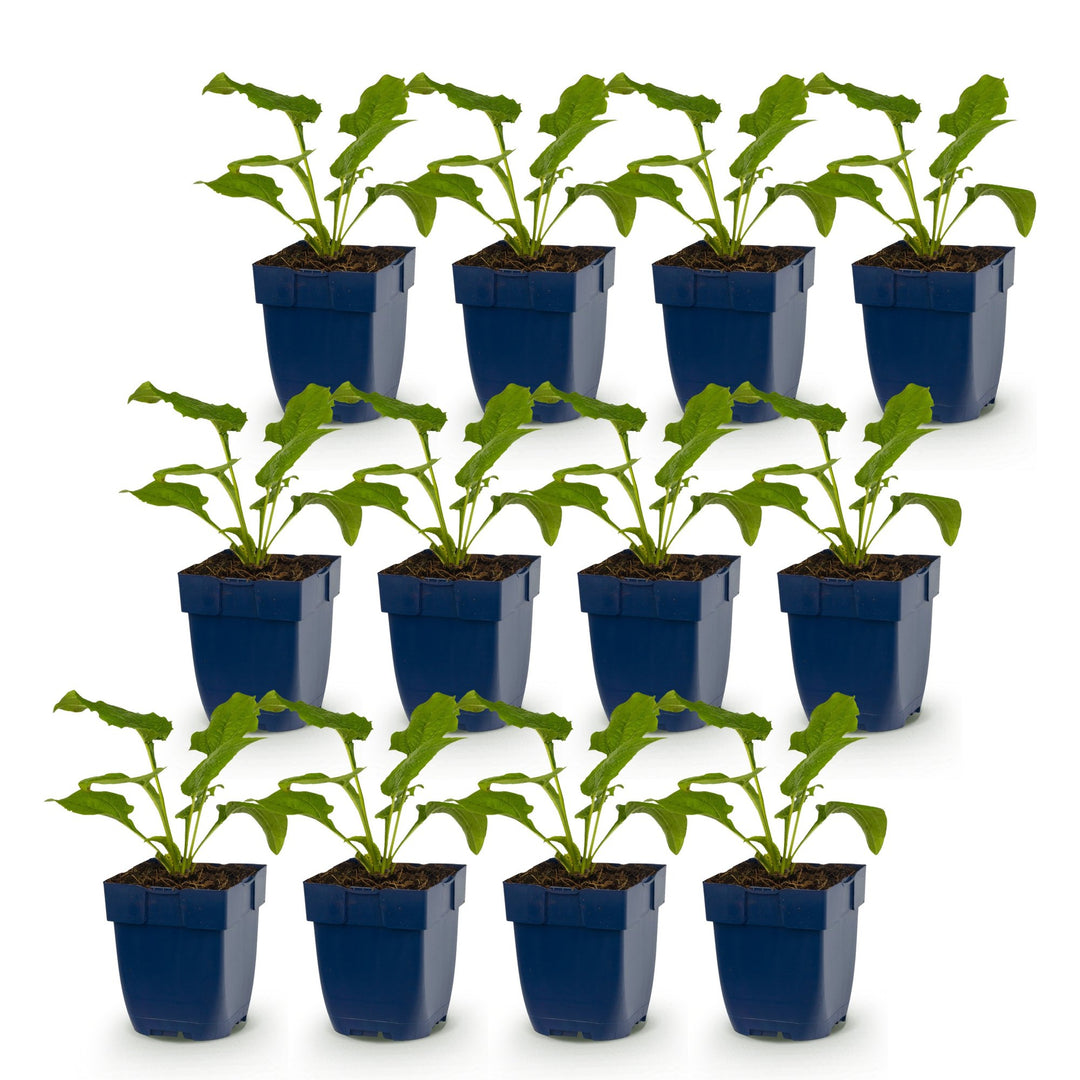 12 Echinacea purpurea 'Magnus' coneflower plants in 11cm pots - view 2
