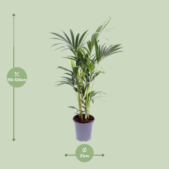 Kentia Palm Howea Forsteriana 120cm - Air Purifying Indoor Plant