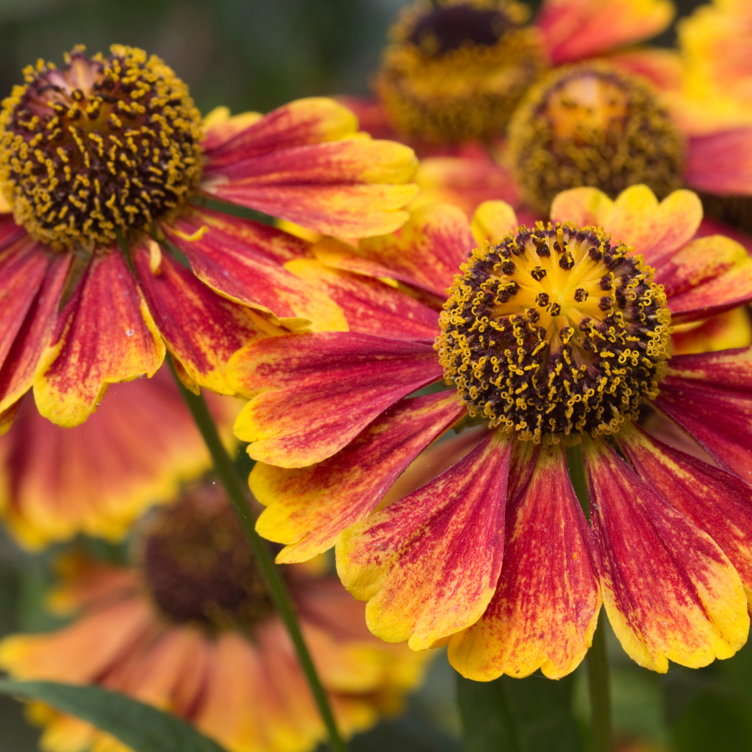24x Helenium 'Moerheim Beauty' - ↕10-25cm - Ø9cm