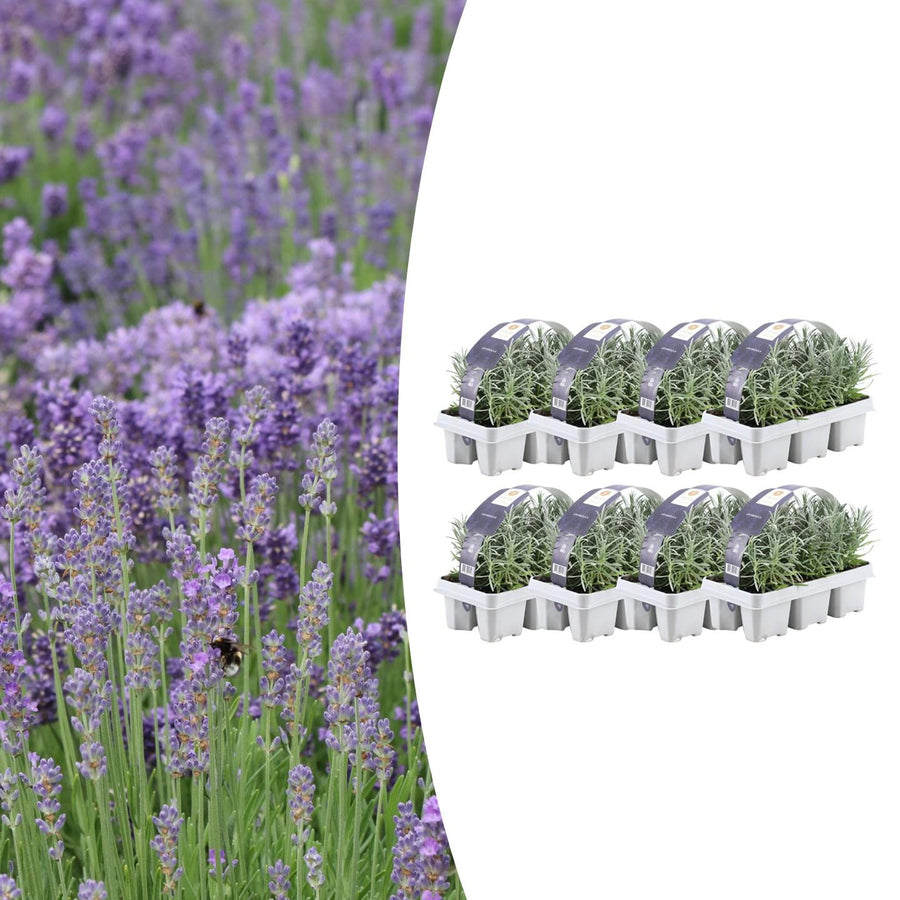 Six vibrant purple True Lavender plants in pots by Everspring, ideal for gardens and attracting pollinators.