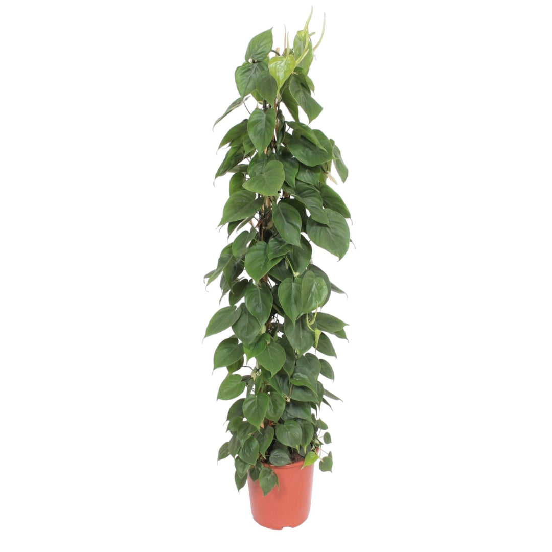 Philodendron Bipinnatifidum Cum Laude - Large Tropical Houseplant