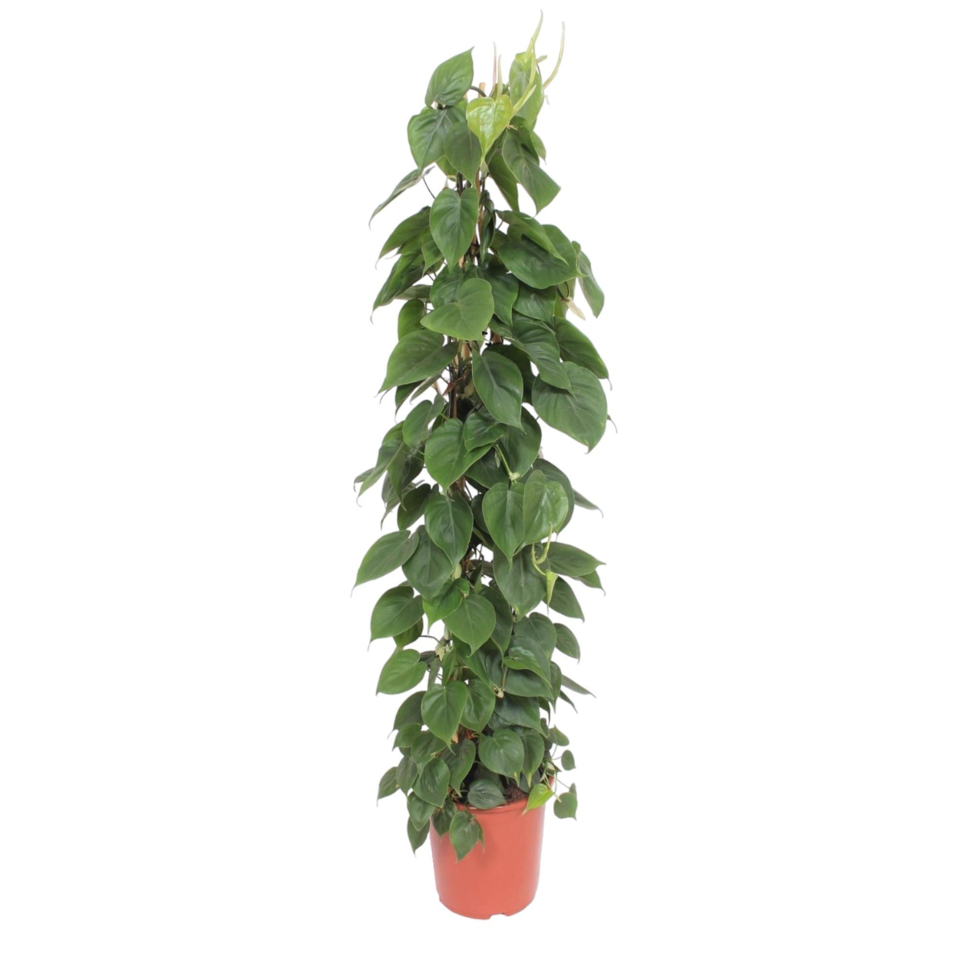 philodendron bipinnatifidum cum laude flowering Philodendron Bipinnatifidum Cum Laude