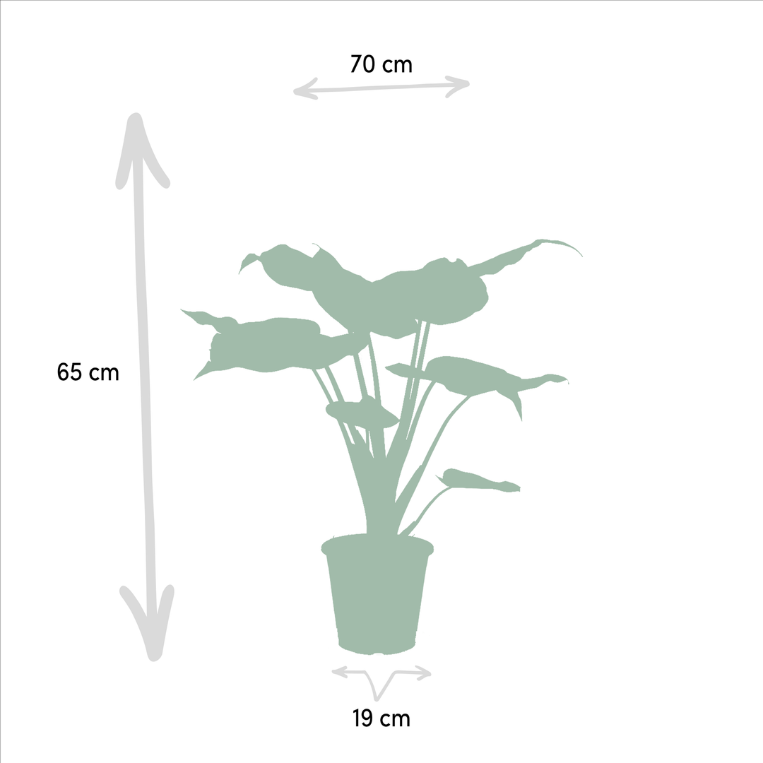 Alocasia Cucullata & Wentii Mix - Air Purifying Indoor Plants